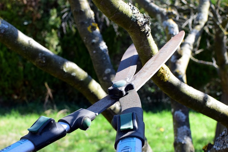 Pruning Basics